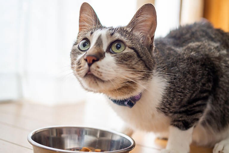 【獣医師監修】猫が食べてはいけないもの一覧!危険な成分や食べてしまったときの対処法は?